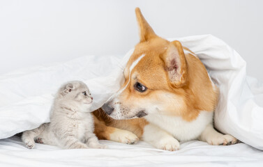 Pembroke welsh corgi dog sniffs baby kitten under a warm blanket on a bed at home