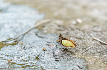 Butterflies in a waterfall at Khao Yai National Park  Thailand
