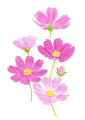 コスモス　水彩