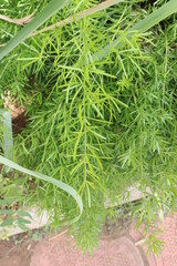 fresh green dill