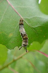 Viceroy butterfly caterpillar hanging upside down on leaf it is eating