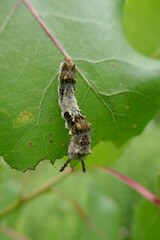 Viceroy butterfly caterpillar, Limenitis archippus, eating leaf
