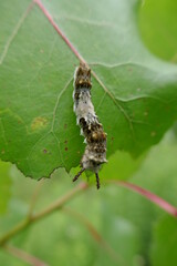 Ornately patterned caterpillar eating leaf close-up