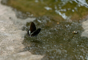 Butterflies in a waterfall at Khao Yai National Park  Thailand

