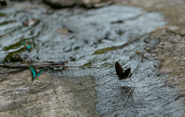 Butterflies in a waterfall at Khao Yai National Park  Thailand
