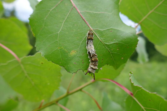 Large leaf being eaten by viceroy butterfly caterpillar