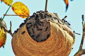 coconut on the beach