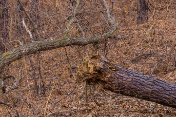 Fallen tree in forest