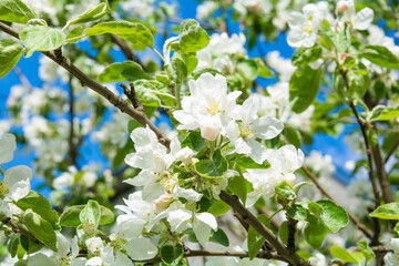 White flowers of apple tree against blue sky. Blossoming apple tree branch