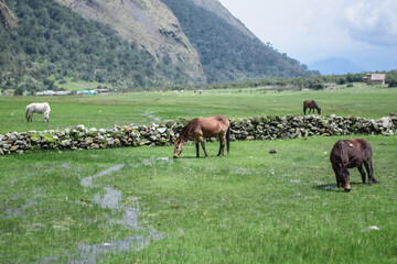 Fototapeta premium Caballos pastizando