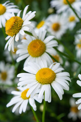 Blooming medical chamomille flowers, Summer Daisies. Alternative medicine herb