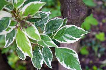Fototapeta na wymiar Cornus Alba foliage with watercolor green and white leaves. Decorative plant