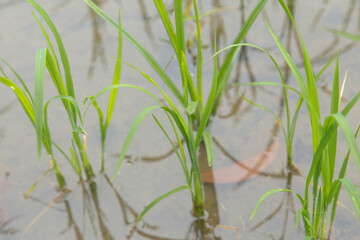 Obraz premium Rice fields in Thailand