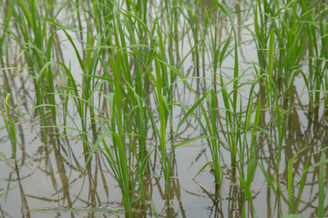 Rice fields in Thailand