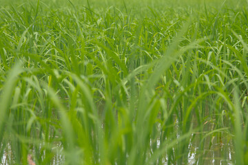 Rice fields in Thailand