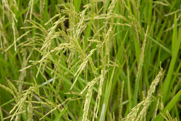 Fototapeta na wymiar Close up ear of paddy or rice in organic field, agriculture concept.