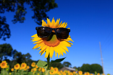 Sunflowers on a rural farm