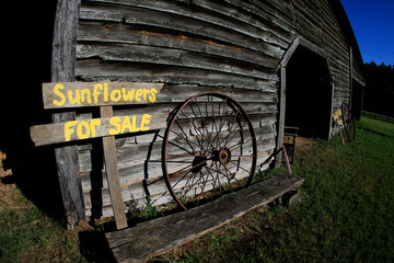 Fototapeta premium Sunflowers on a rural farm