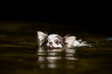 浅瀬で泳ぐチワワ
