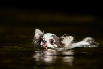 浅瀬で泳ぐチワワ