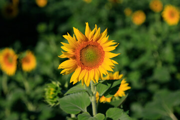 Sunflowers on a rural farm
