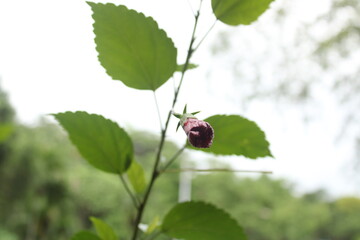 Red hebiscus flower bud on stem with its leaves 