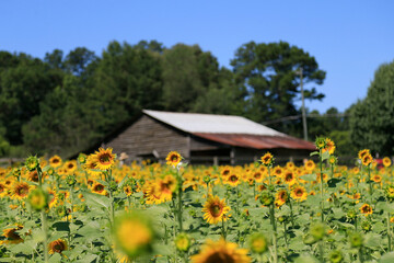Sunflowers on a rural farm