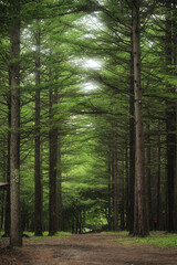 Fototapeta premium 林道 針葉樹林