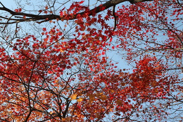 Beautiful red maples blazes brightly in sunny day before it falls for autumn, South Korea