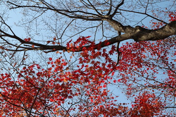 Beautiful red maples blazes brightly in sunny day before it falls for autumn, South Korea