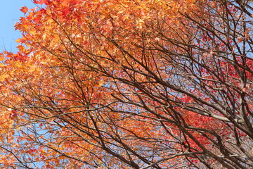 Beautiful red maples blazes brightly in sunny day before it falls for autumn, South Korea