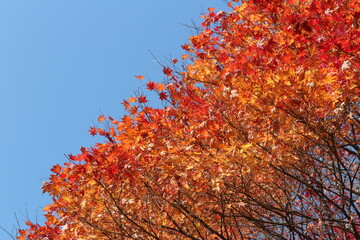 Beautiful red maples blazes brightly in sunny day before it falls for autumn, South Korea