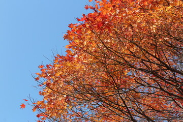 Beautiful red maples blazes brightly in sunny day before it falls for autumn, South Korea