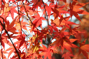 Beautiful red maples blazes brightly in sunny day before it falls for autumn, South Korea