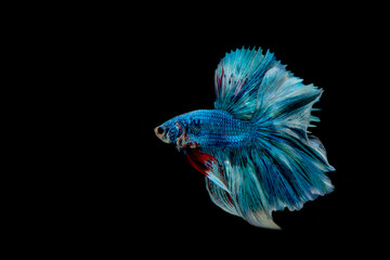 Fototapeta premium Siamese fighting fish.Multi color fighting fish isolated on black background. 