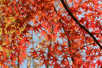 Beautiful red maples blazes brightly in sunny day before it falls for autumn, South Korea