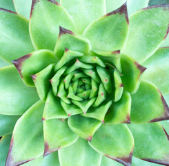 Obraz premium Miniature succulent plants (succulent cactus) at the garden