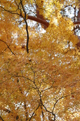 Beautiful yellow maples blazes brightly in sunny day before it turn red and falls for autumn, South Korea