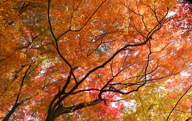 Beautiful mixed of green, yellow, orange and red maples blazes brightly in sunny day before it falls for autumn, South Korea