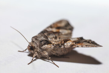 brown-dotted moth butterfly isolated on white background, macro photography