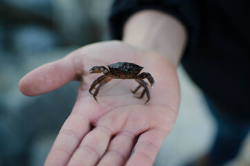 crab in hands