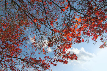 Beautiful red maples blazes brightly in sunny day before it falls for autumn, South Korea