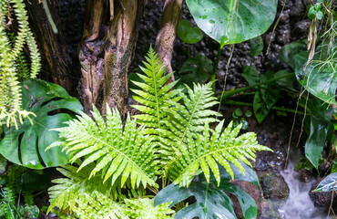 Close up of beautiful growing ferns in the forest.