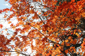 Beautiful orange and red maples blazes brightly in sunny day before it falls for autumn, South Korea