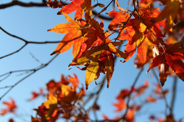 Beautiful orange and red maples blazes brightly in sunny day before it falls for autumn, South Korea