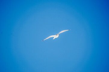 seagull in flight