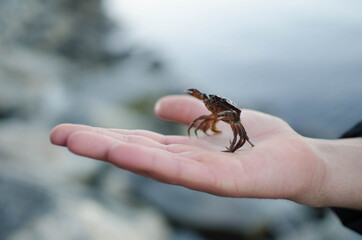 crab in hand