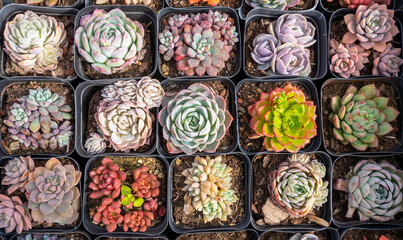 Miniature succulent plants (succulent cactus) at the garden