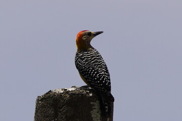 bird, kingfisher, nature, wildlife, animal, wild, beak, branch, feathers, blue, robin, birds, orange, avian, tree, feather, fauna, perched, starling