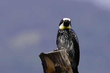 bird, falcon, eagle, animal, nature, beak, hawk, raptor, wildlife, predator, prey, wild, bird of...